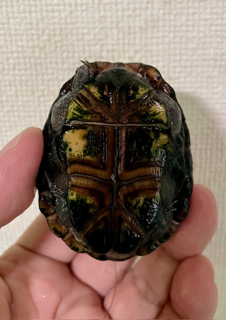 ミスジドロガメ（甲長４ｃｍ）メス