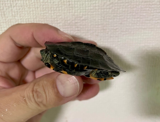 カントンクサガメ（甲長５ｃｍ）