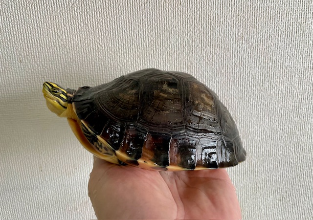 ビルマハコガメ（甲長１５cm）オス