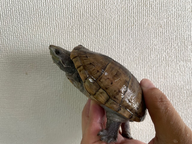 ミシシッピニオイガメ　W.C.（甲長１０ｃｍ）メス