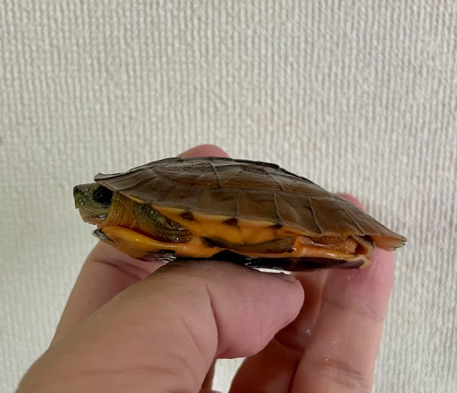 ミスジハコガメ（甲長７ｃｍ）
