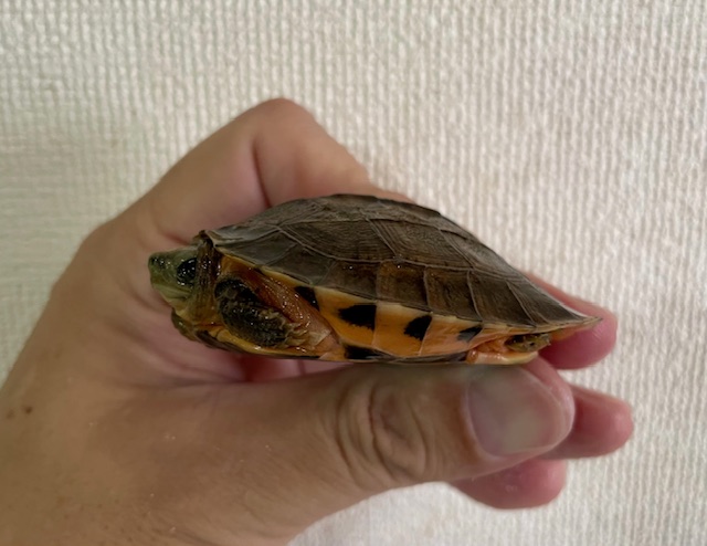 ミスジハコガメ（甲長６ｃｍ）