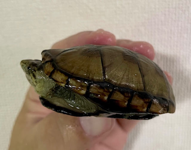 ペンシルバニアドロガメ　ペア