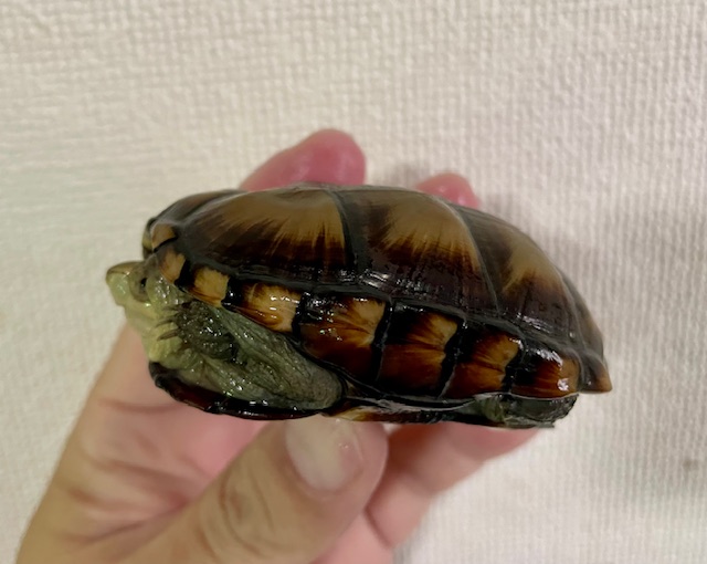 ペンシルバニアドロガメ　ペア