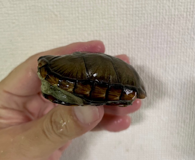 ペンシルバニアドロガメ　ペア