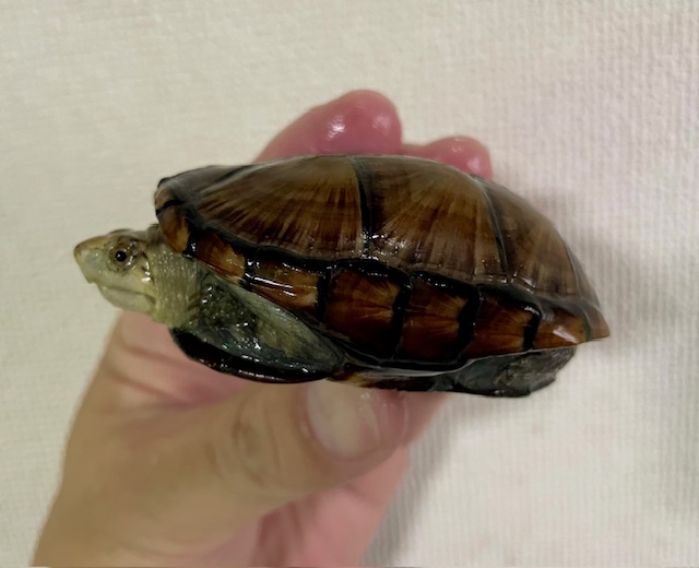 ペンシルバニアドロガメ　ペア