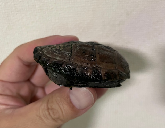 ミスジドロガメ（甲長４ｃｍ）メス