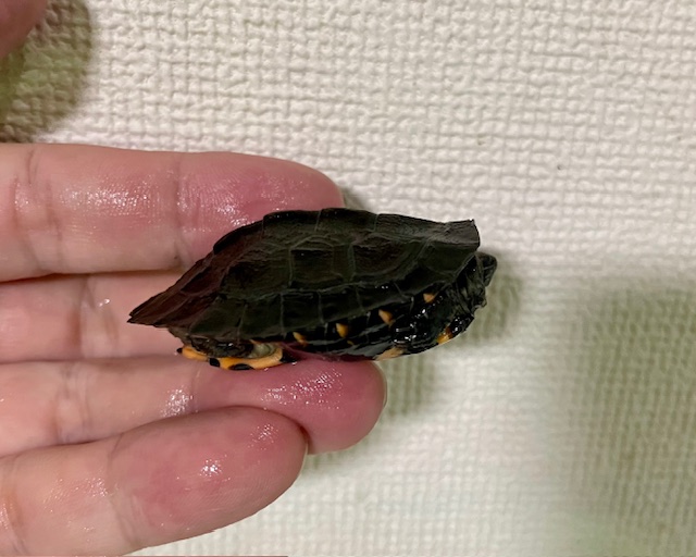 カントンクサガメ（甲長５ｃｍ）
