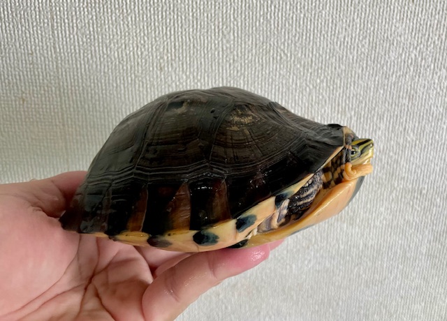 ビルマハコガメ（甲長１５cm）オス