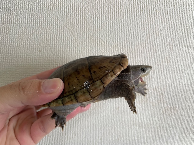 ミシシッピニオイガメ　W.C.（甲長１０ｃｍ）メス