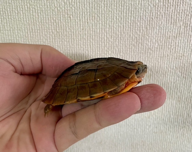 ミスジハコガメ（甲長７ｃｍ）