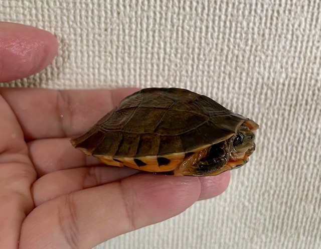 ミスジハコガメ（甲長６ｃｍ）