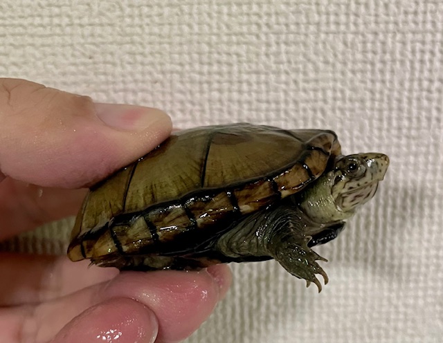 ペンシルバニアドロガメ　ペア