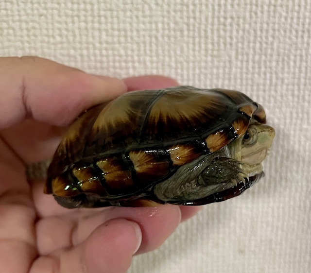 ペンシルバニアドロガメ　ペア