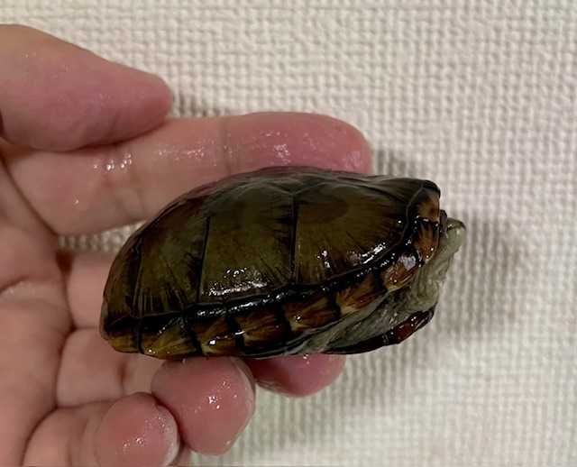 ペンシルバニアドロガメ　ペア