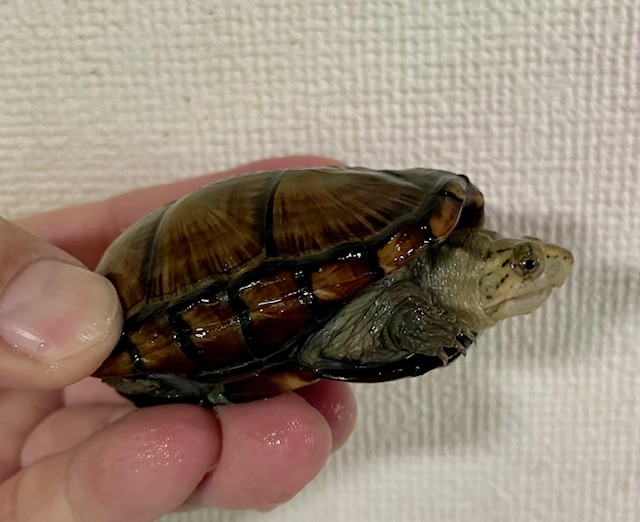 ペンシルバニアドロガメ　ペア
