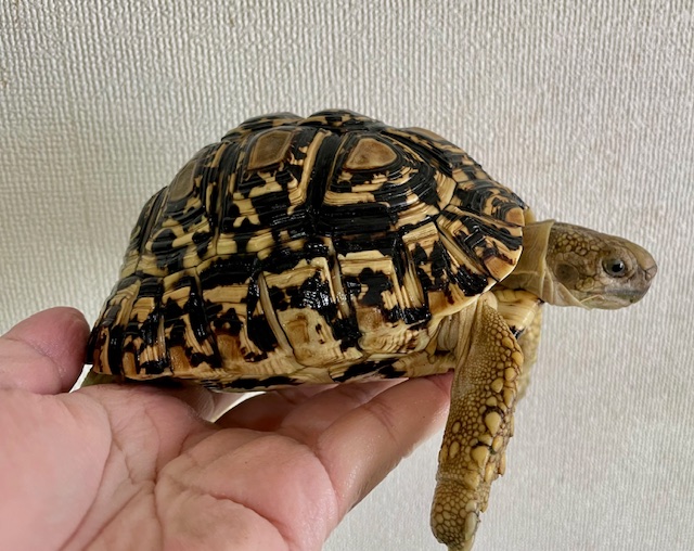ヒョウモンガメ（甲長１４．５ｃｍ）