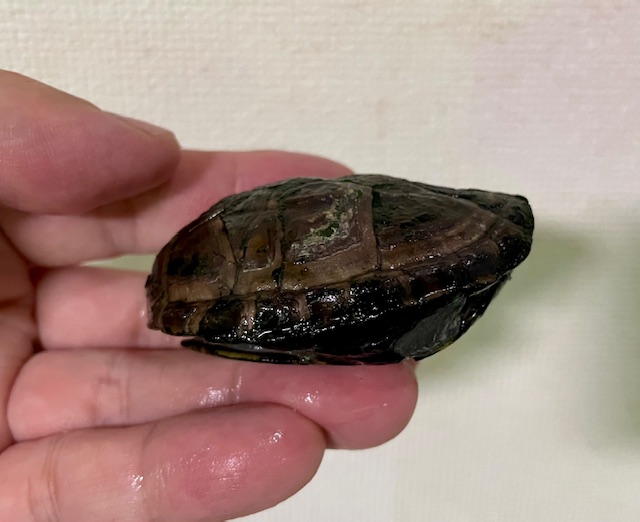 ミスジドロガメ（甲長４ｃｍ）メス