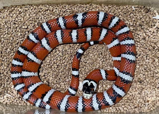 アリゾナマウンテンキングスネーク
