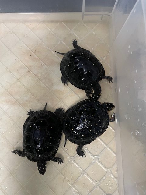 キボシイシガメ（甲長８．５ｃｍ）