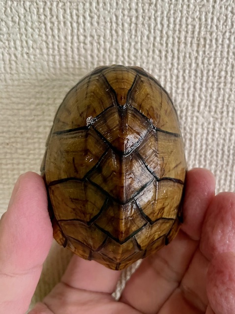オオアタマヒメニオイガメ（甲長７ｃｍ）メス
