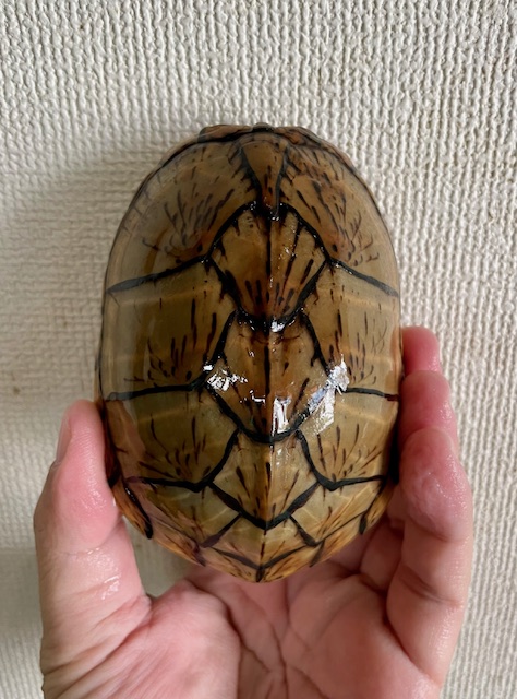 オオアタマヒメニオイガメ（甲長１１ｃｍ）メス