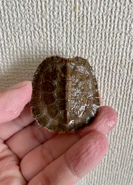 モリイシガメ　ベビー