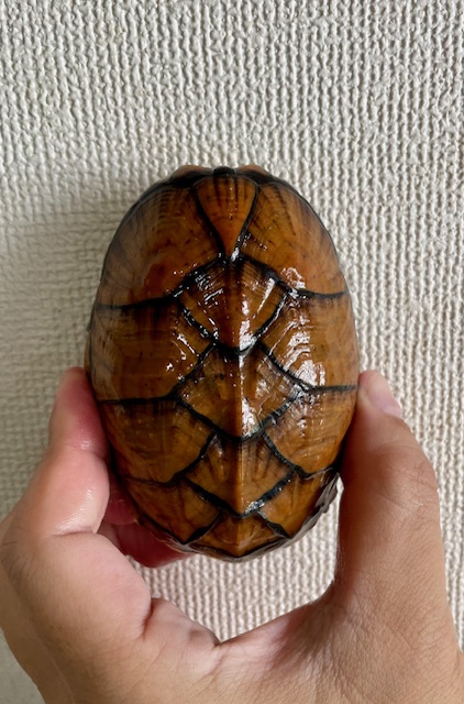 スジクビヒメニオイガメ（甲長９ｃｍ）メス