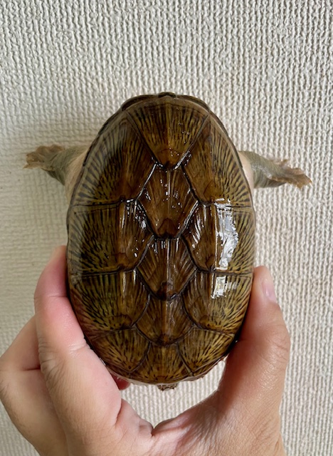 ハラガケガメ（甲長１１ｃｍ）オス