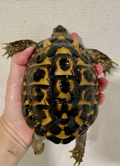 ニシヘルマンリクガメ　アダルト　ペア