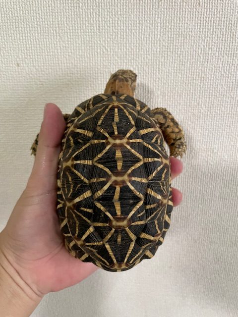 インドホシガメ　アダルトペア