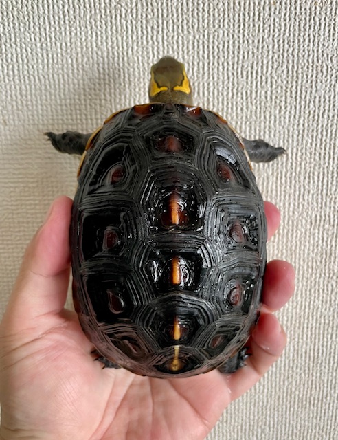 チュウゴクセマルハコガメ（甲長１２ｃｍ）メス