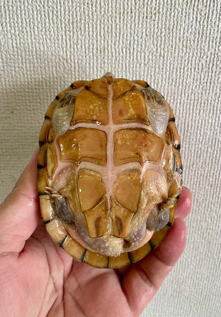 オオアタマヒメニオイガメ（甲長１０ｃｍ）メス