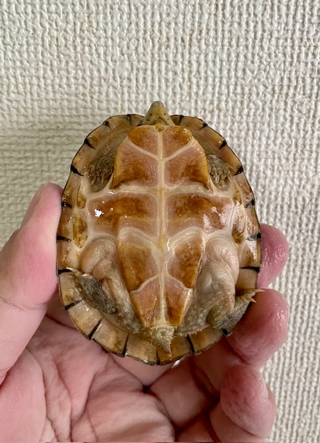 オオアタマヒメニオイガメ（甲長７ｃｍ）メス