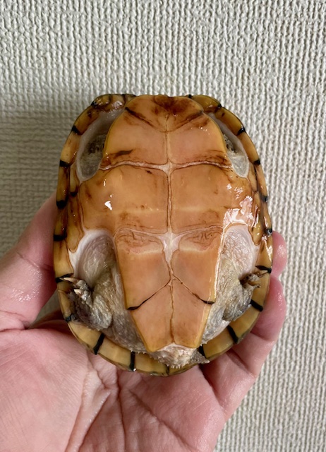 オオアタマヒメニオイガメ（甲長１１ｃｍ）メス