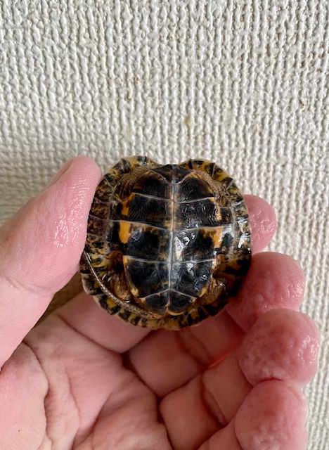 モリイシガメ　ベビー