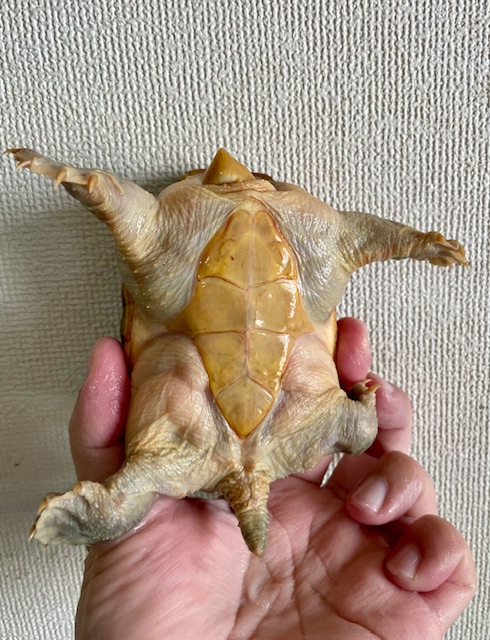ハラガケガメ（甲長１１ｃｍ）オス