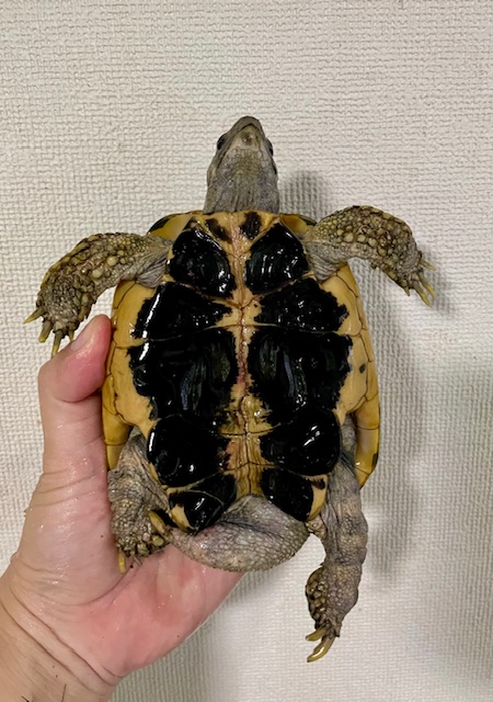ニシヘルマンリクガメ　アダルト　ペア