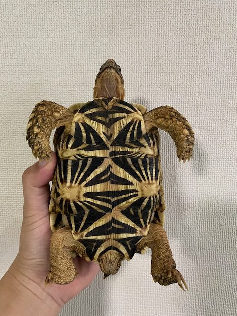 インドホシガメ　アダルトペア
