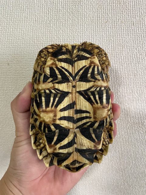 インドホシガメ　アダルトペア