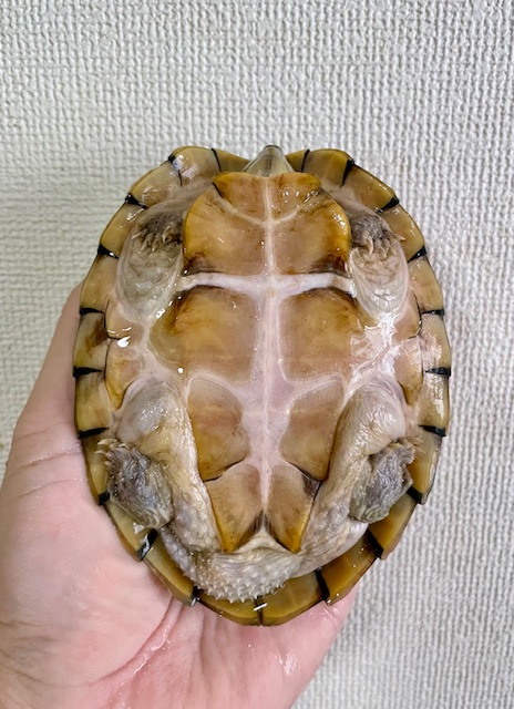 カブトニオイガメ（甲長１１．５ｃｍ）オス