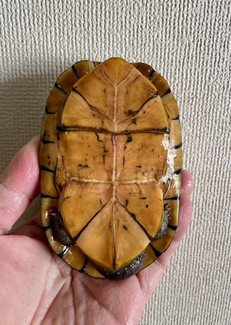 ミナミシロクチドロガメ（甲長１２ｃｍ）オス
