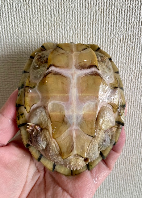 カブトニオイガメ（甲長１１ｃｍ）メス