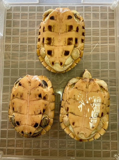 タイリクミナミイシガメ　パイド　アダルトトリオ