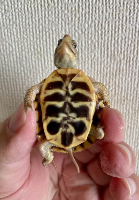 キタニシキハコガメ（甲長４ｃｍ）tsdメス