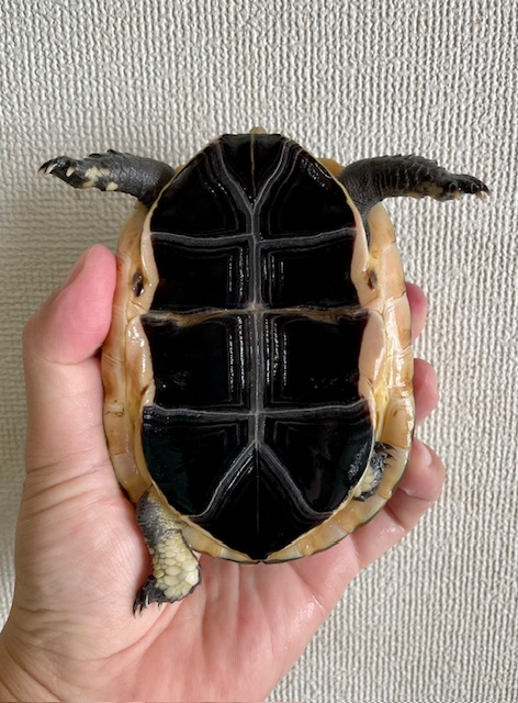 チュウゴクセマルハコガメ（甲長１２ｃｍ）メス
