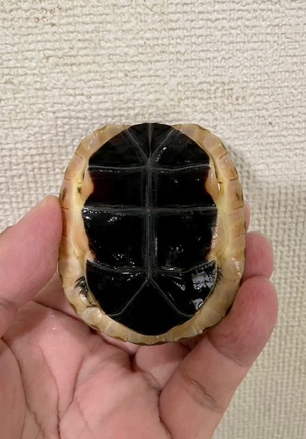 チュウゴクセマルハコガメ（甲長７ｃｍ）