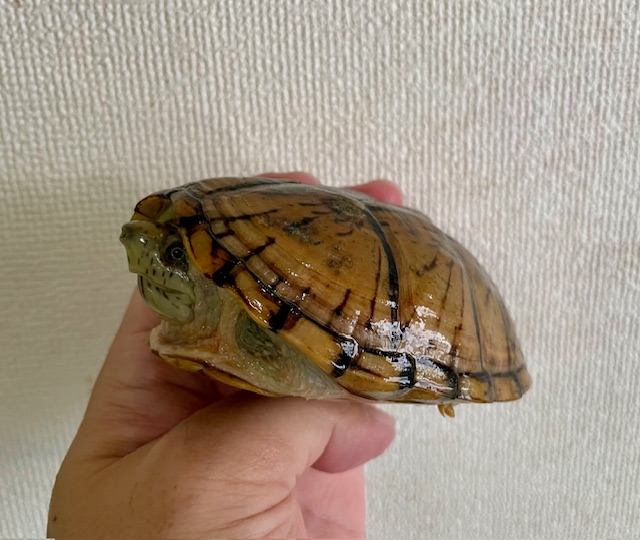 オオアタマヒメニオイガメ（甲長１０ｃｍ）メス