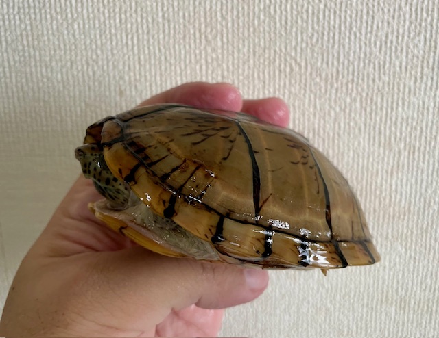 オオアタマヒメニオイガメ（甲長１１ｃｍ）メス
