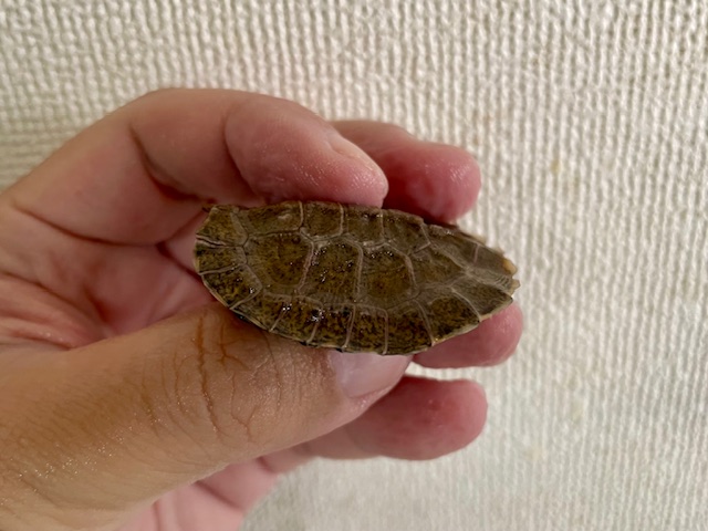 モリイシガメ　ベビー